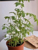 Tomatenpflanzen,  Rote Cocktailtomaten,  Pflanzen Sachsen - Meerane Vorschau