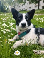 Suche Hundebetreuung für Mukki 8 Monate alt Freiburg im Breisgau - Neuburg Vorschau