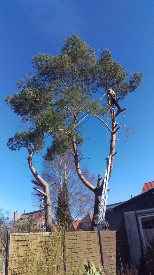 Baumfällung Baumpflege Heckenschnitt Wurzelfräsen Sturmschaden in Elmenhorst/Lichtenhagen