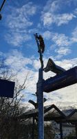 Fällungen Baumdienst Dresden Weixdorf! Baum abtragen & Pflege rod Dresden - Weixdorf Vorschau