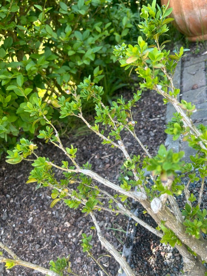 Buchsbaum, Pre-Bonsai in Wolfsburg