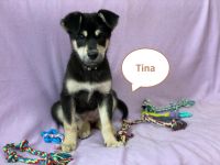 Tierschutz - die kleine Tina sucht ein liebevolles Zuhause! Berlin - Wilmersdorf Vorschau