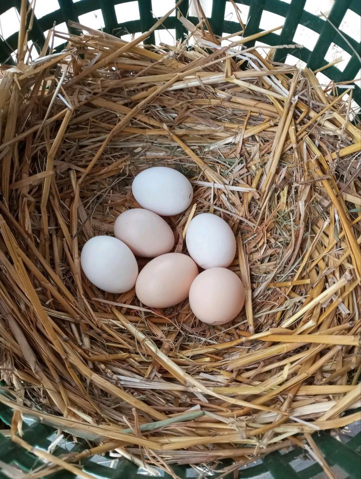 Eier, frische Eier in Weißenborn