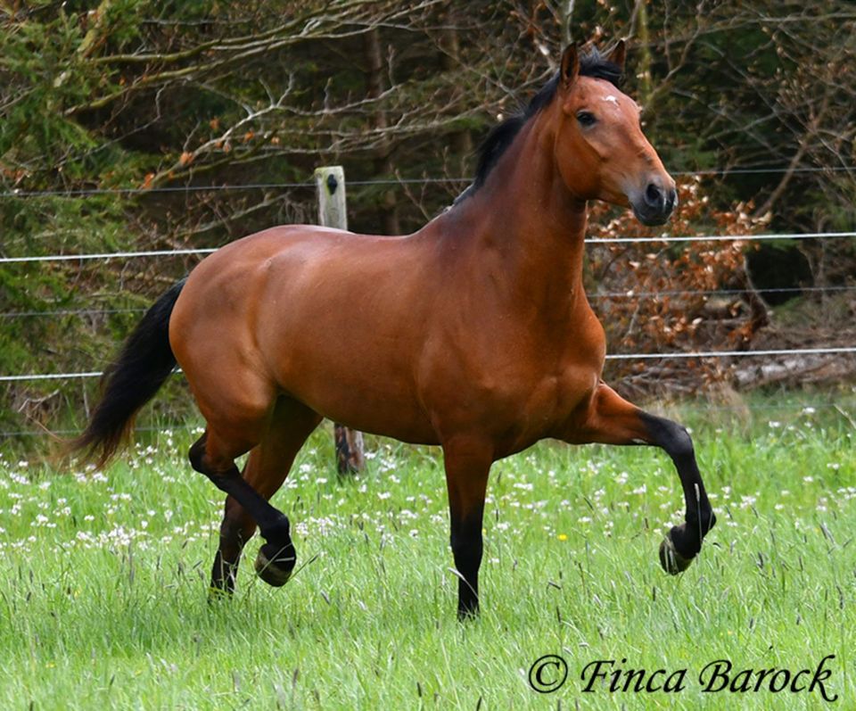 Andalusier, Stute, 6 Jahre, Braun, 156 cm, Freizeit geritten in Wiebelsheim