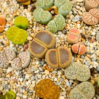 SUCHE Lithops, Lebende Steine Niedersachsen - Varel Vorschau