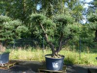 Olivenbaum Pon Pon, E6 245 cm Olive winterhart, Bonsai, Olea Nordrhein-Westfalen - Goch Vorschau