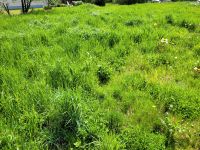 Gras zu verschenken, Mähwiese für Heu oder als Gras für Tiere Bayern - Döhlau Vorschau