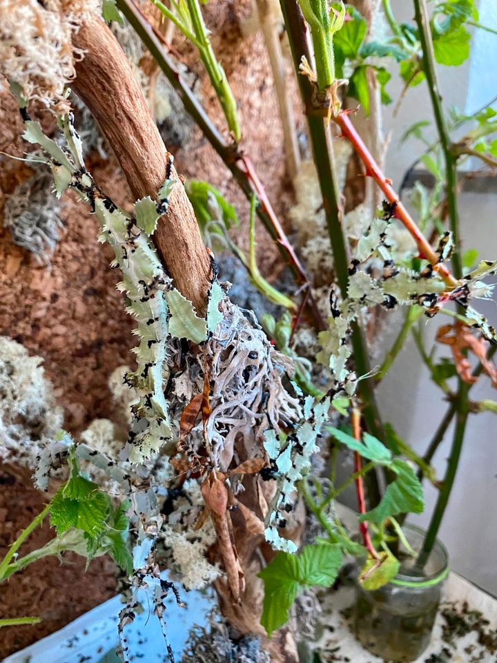 20 Eier Extatosoma tiaratum Lichen/Australische Gespenstschrecken in Dortmund