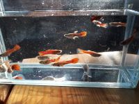 Guppy: Mon-Cheri-Guppys u. reinerbige Tiger-Endler-Guppys Bielefeld - Bielefeld (Innenstadt) Vorschau