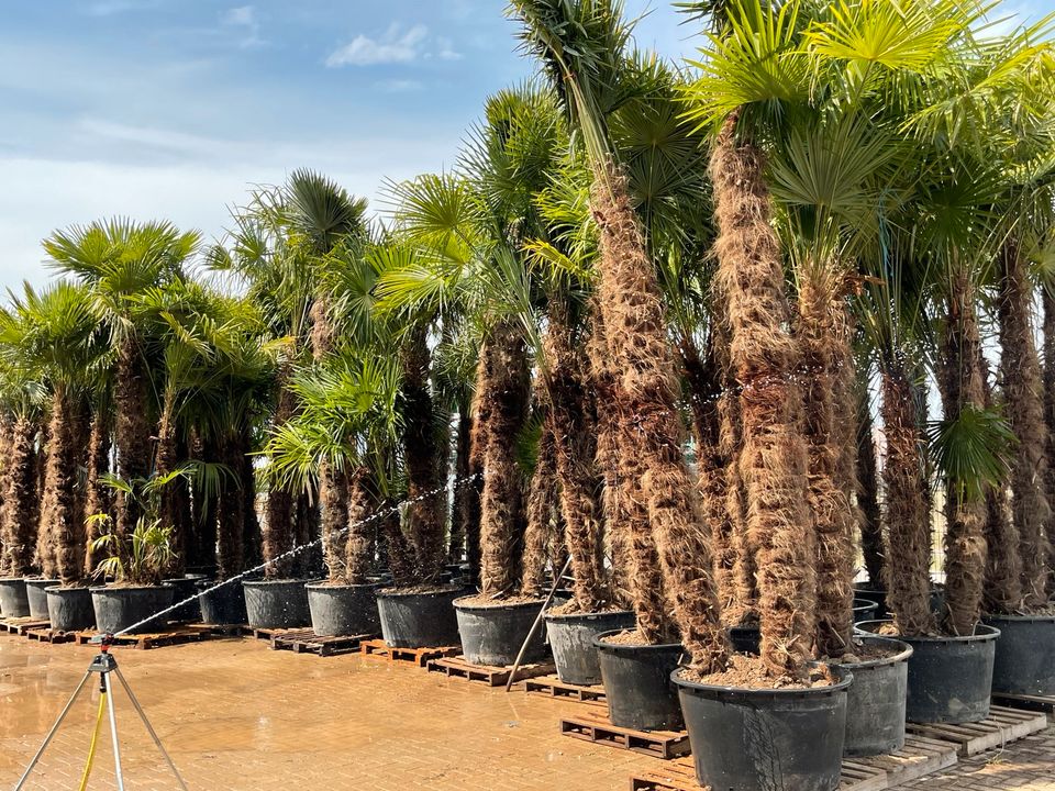 Trachycarpus 2er Multistamm Mehrstämmige Palme Fortunei in Ettenheim