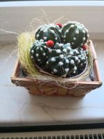 Kaktus*Kaktus  aus Ungarn*Grünpflanze Blume blühend Sachsen - Chemnitz Vorschau