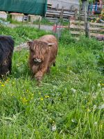 Schottischer Hochlandrind Bulle, Highland Cattle Baden-Württemberg - Rosenfeld Vorschau