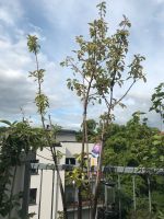Apfelbaum im Topf mit drei Sorten sucht neues Zuhause Berlin - Schöneberg Vorschau