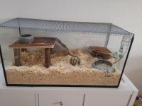 Hamster Käfig aus Glas terrarium Niedersachsen - Stade Vorschau