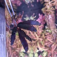 Bucephalandra "Diabolica" Aquariumpflanzen Fische Garnelen Niedersachsen - Schwanewede Vorschau