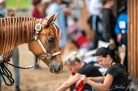 Westernpferd für den Turniersport Sachsen - Bad Schandau Vorschau