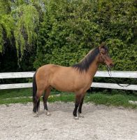 6-jähriger Quarterhorse-Mix Wallach Brandenburg - Fürstenwalde (Spree) Vorschau