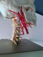 Schädelbasis mit Arterien, Neurologie Modell Altona - Hamburg Ottensen Vorschau