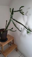 Alter Kaktus ohne Blumentopf zu verschenken Nordrhein-Westfalen - Altenberge Vorschau