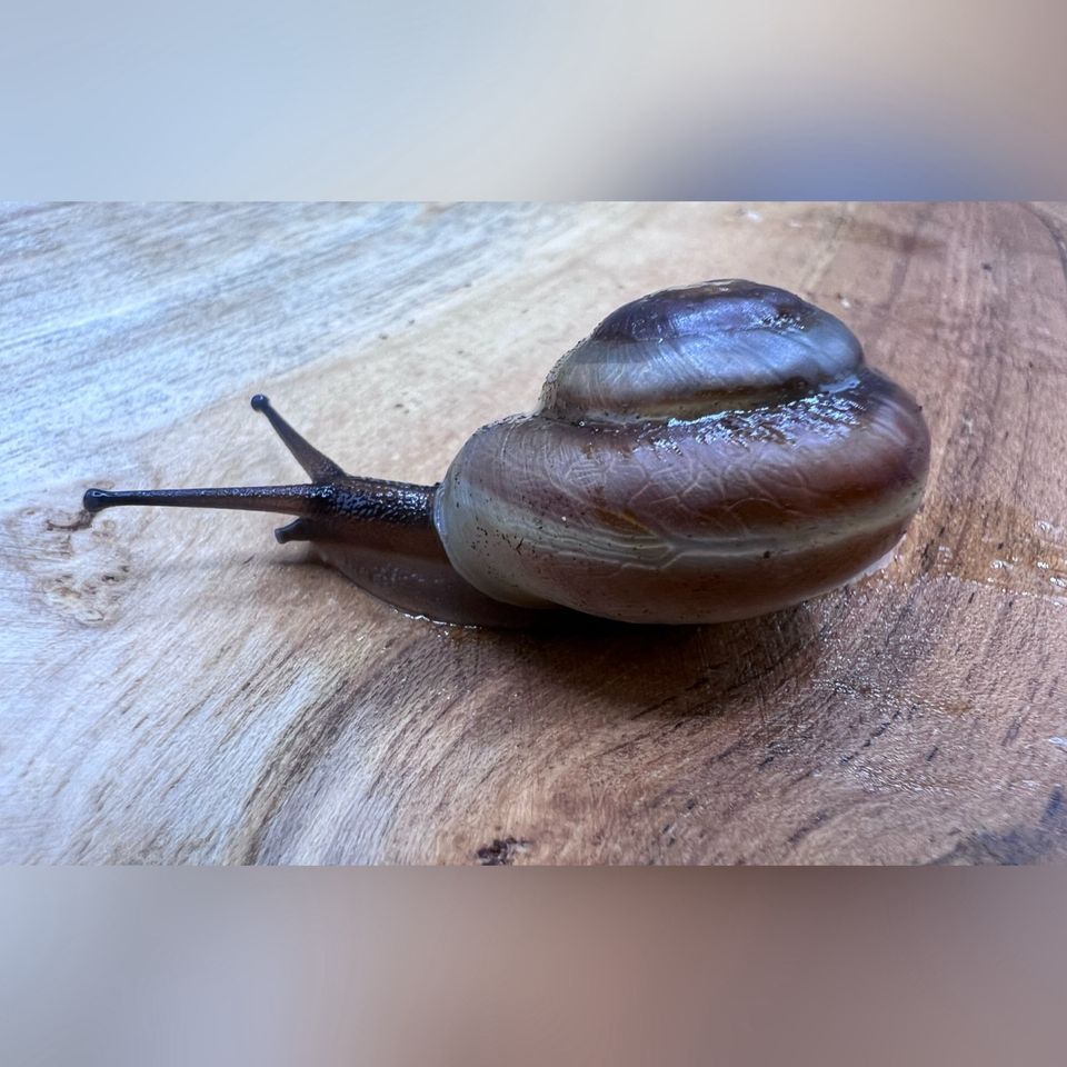 Achatschnecken Pleurodonte Veronicella Laevicaulis Rumina Leptina in Chemnitz