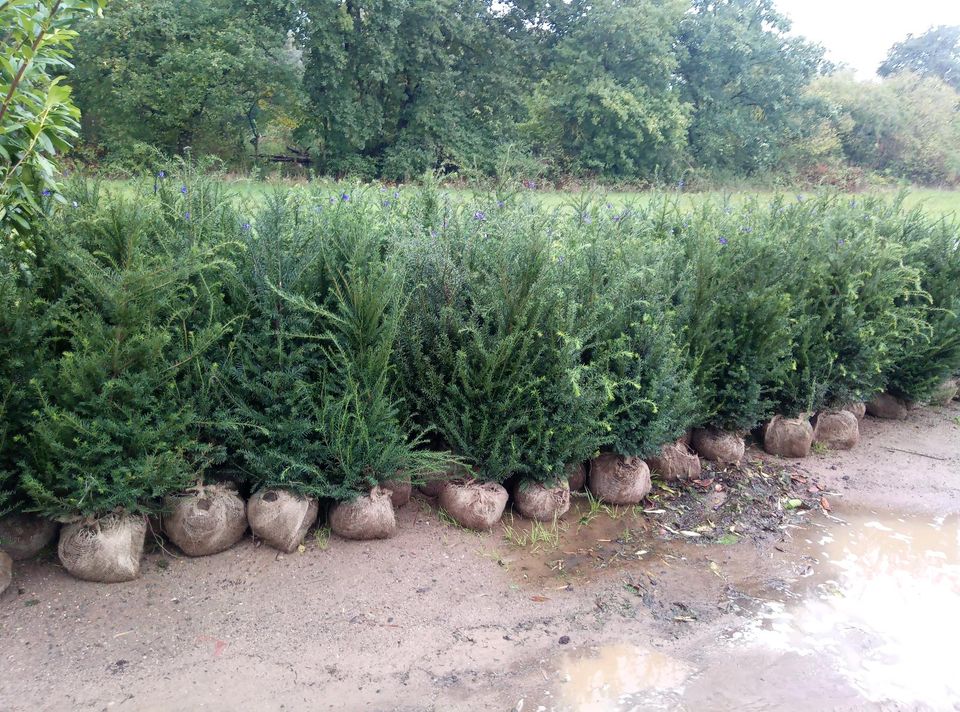 Taxus baccata - Eibe 100/125cm - immergrüne Heckenpflanzen in Dreieich