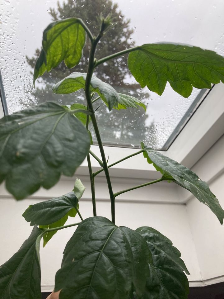 Ableger Hibiskus rot in Bonn