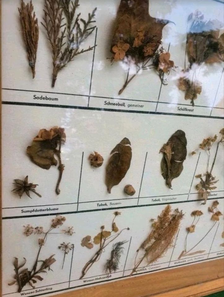 Große Schautafeln Schaukasten Herbarium Pflanzensammlung Lehrmitt in Pössneck