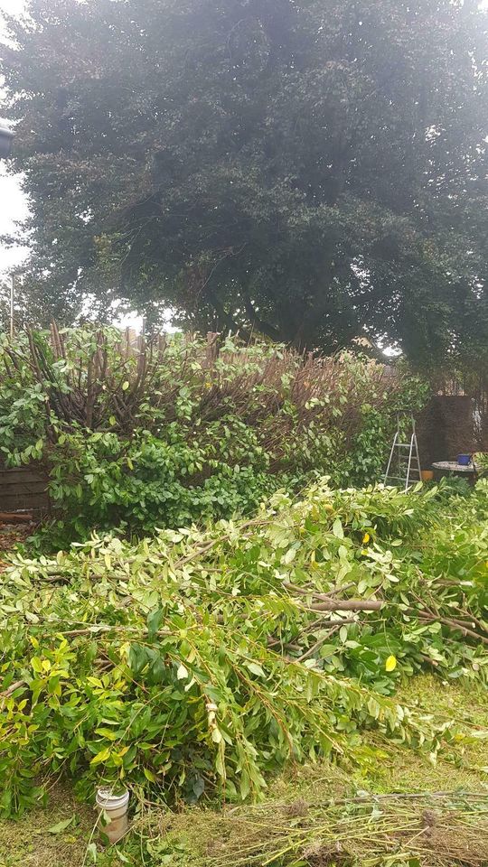 Garten Heckenschnitt schneiden Grünschnitt Sträucher Gärtner in Kleve