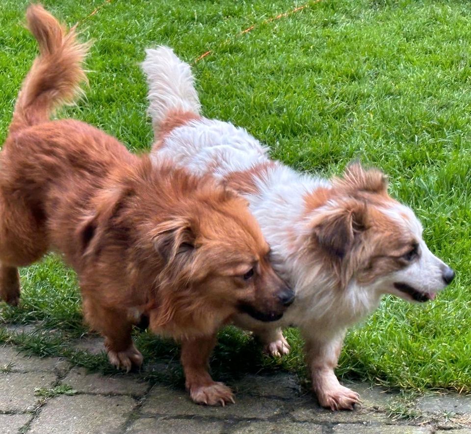 Hübsche Junghündin SHIVA ❤ aus dem Tierschutz sucht ein Körbchen in Neuss