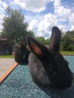 Zwerg kaninchen baby zu verkaufen Hessen - Burgwald Vorschau