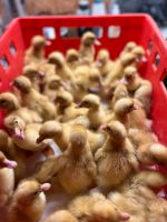 Aylesberry Enten Kücken gössel gemischt 39 Stück Brandenburg - Jüterbog Vorschau