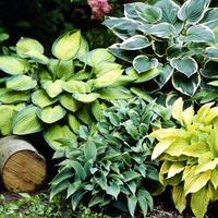 Hosta Stauden "Funkien" Thüringen - Leinefelde Vorschau