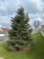 Mammutbaum, Baum verpflanzen/ umsetzen Bayern - Harburg (Schwaben) Vorschau