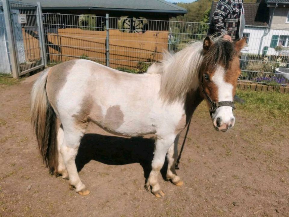 Shetland Pony Stute in beste Hände abzugeben in Wadern