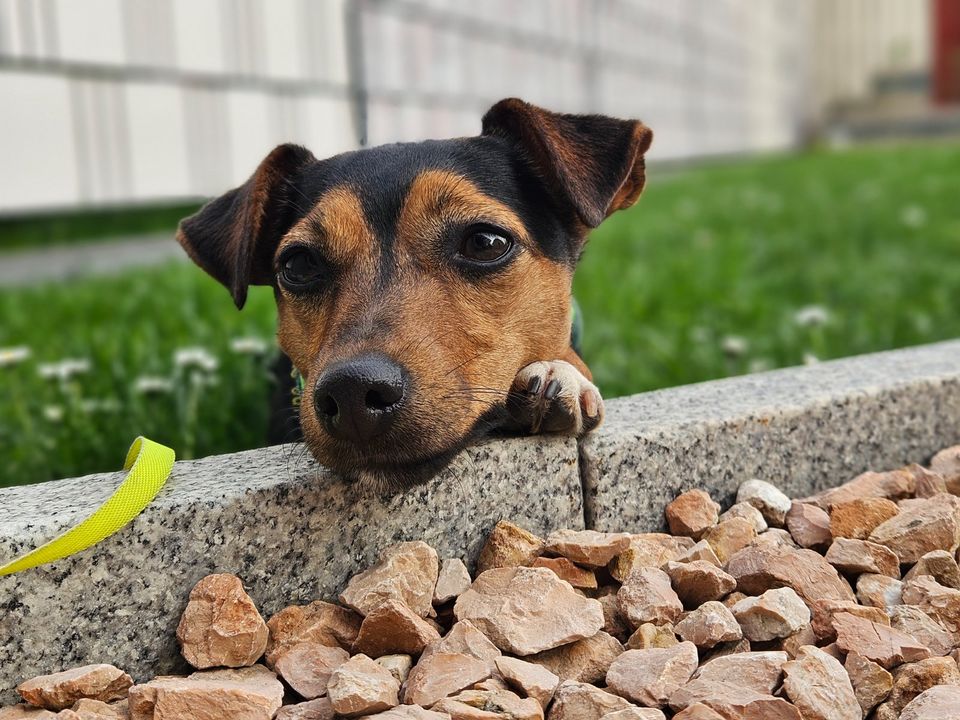 Jack Russell/Parson Terrier in Wernberg-Köblitz