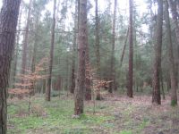 Waldgrundstück, Wald zu verkaufen Bayern - Schrobenhausen Vorschau