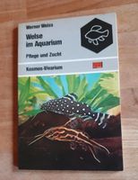 "Welse im Aquarium " Hessen - Weimar (Lahn) Vorschau