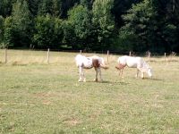 Platz in kleiner Herde auf Paddock Trail frei Bayern - Berg bei Neumarkt i.d.Opf. Vorschau