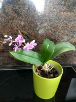 Rarität Orchidee Phaleonopsis equestris mit Miniblüten pink Sachsen - Großrückerswalde Vorschau