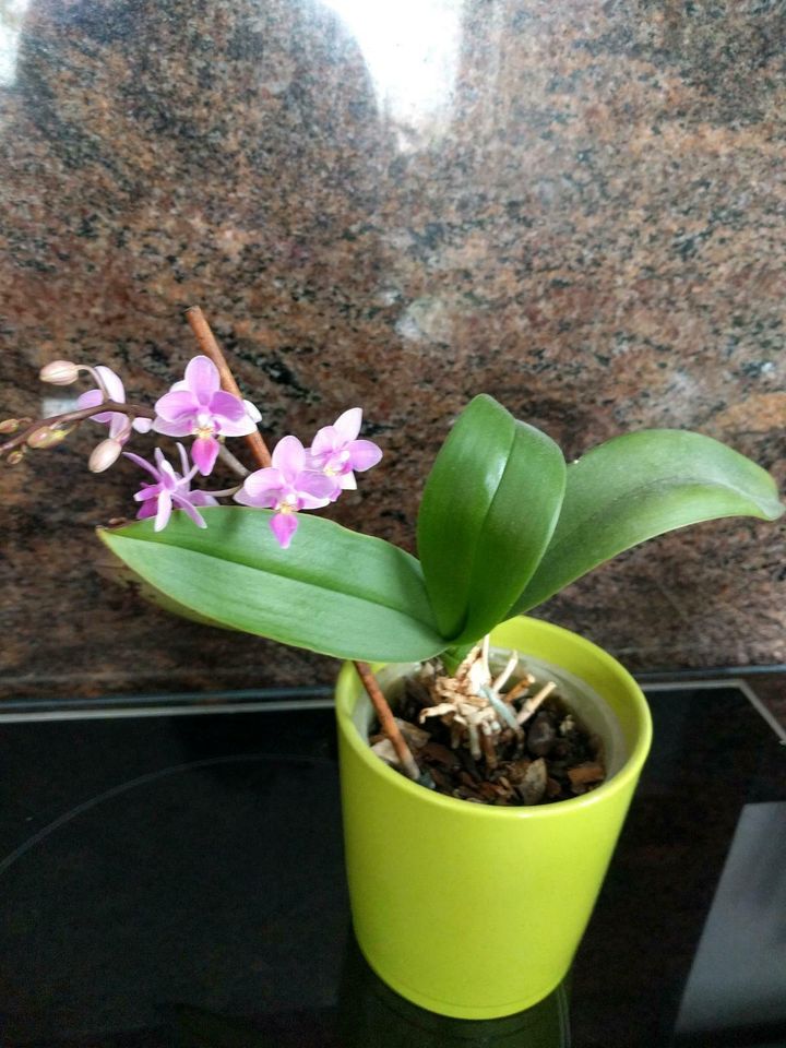 Rarität Orchidee Phaleonopsis equestris mit Miniblüten pink in Großrückerswalde