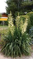 Yucca Palmlilie Garten Pflanze Jungpflanzen Ableger Baden-Württemberg - Neresheim Vorschau