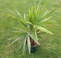 Palme - Trachycarpus Sachsen - Wurzen Vorschau