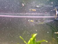 5 Männchen Endler Guppys abzugeben Nordrhein-Westfalen - Lüdenscheid Vorschau