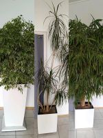 Büropflanzen extra  große Ficus / Palme Drachenbaum Bayern - Burtenbach Vorschau