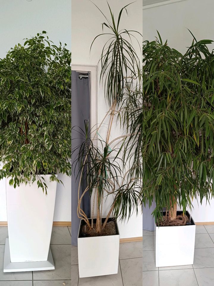 Büropflanzen extra  große Ficus / Palme Drachenbaum in Burtenbach