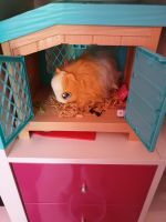 Furreal friends Hamster Bonn - Beuel Vorschau