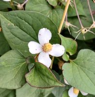 Houttuynia cordata, Molchsschwanz, Staude, Heilpflanze Baden-Württemberg - Rheinfelden (Baden) Vorschau