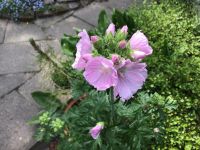 Saatgut/Samen - Rosen-Malve (Malva alcea) Nordrhein-Westfalen - Viersen Vorschau