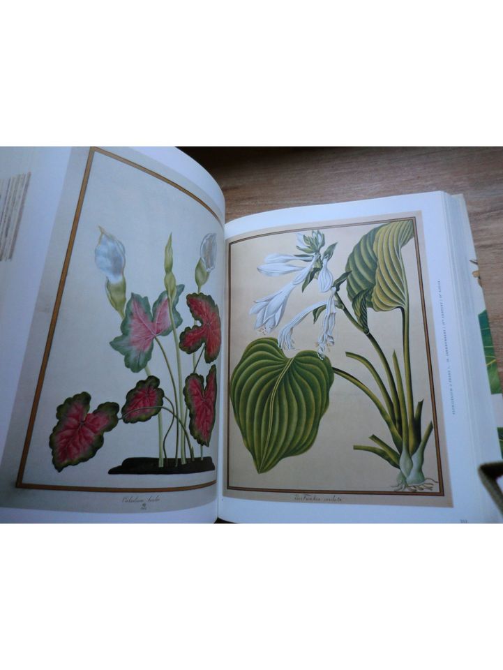 Ein Garten Eden - Meisterwerke der botanischen Illustration in Gau-Algesheim