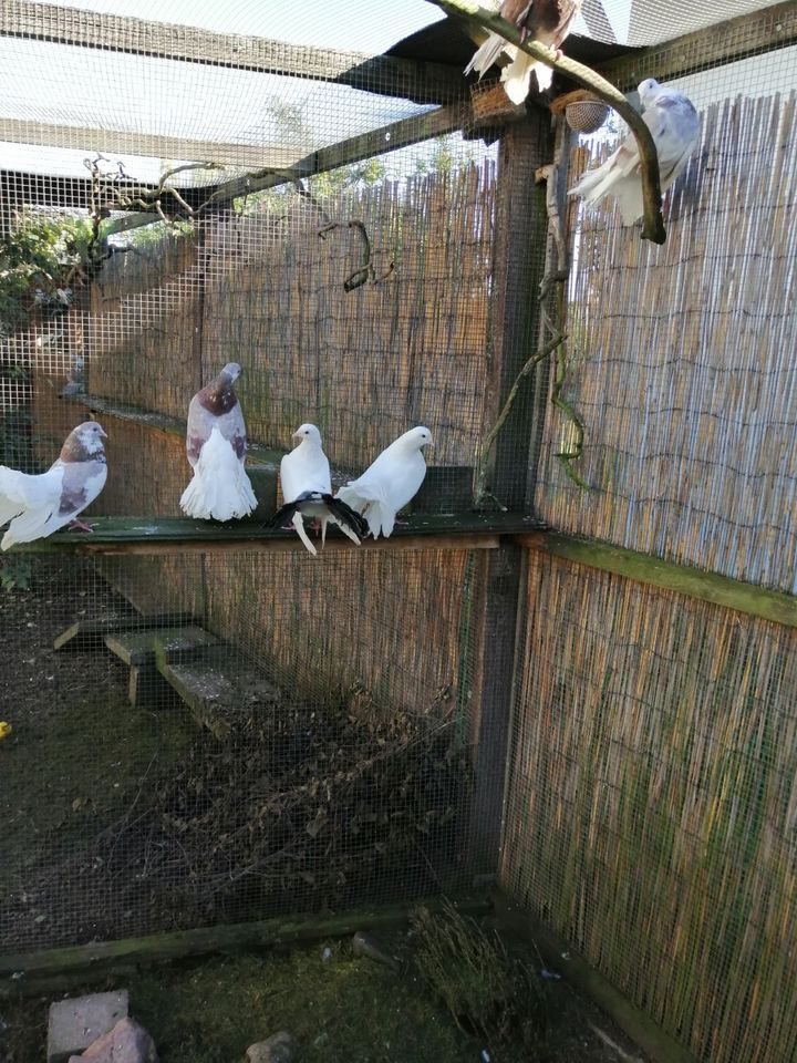 Pfau und Rollertauben für Haus und Garten in Hessen Bad Wildungen